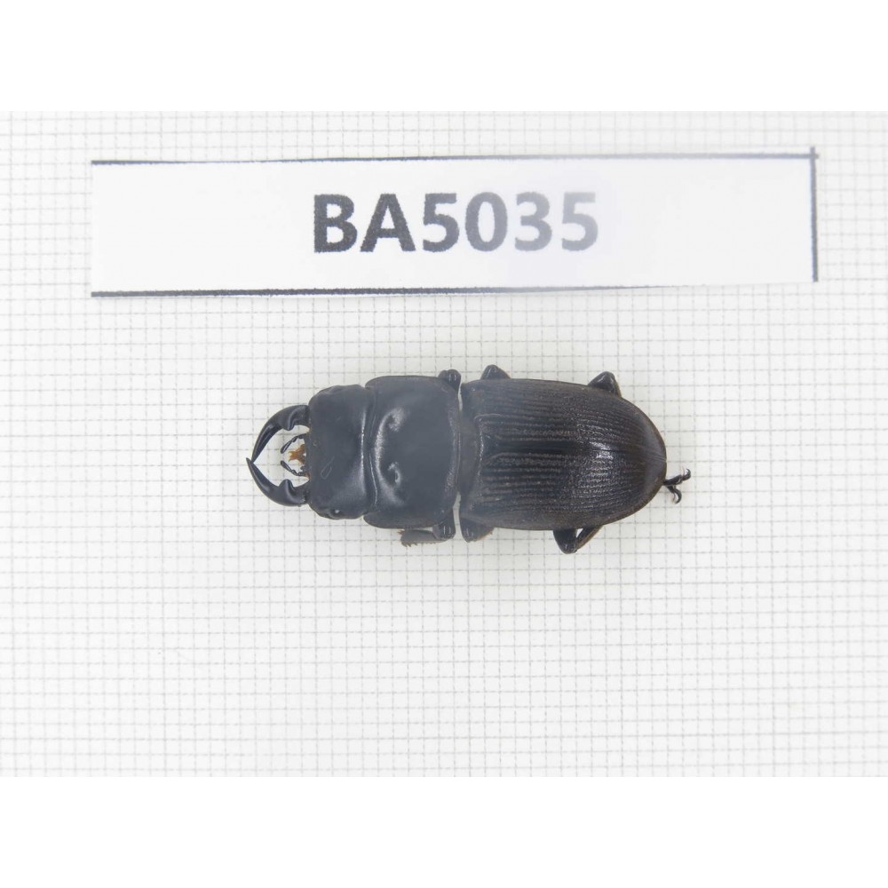 Dorcus sp. Myanmar Kechin, Nanse. 1M. BA5035.