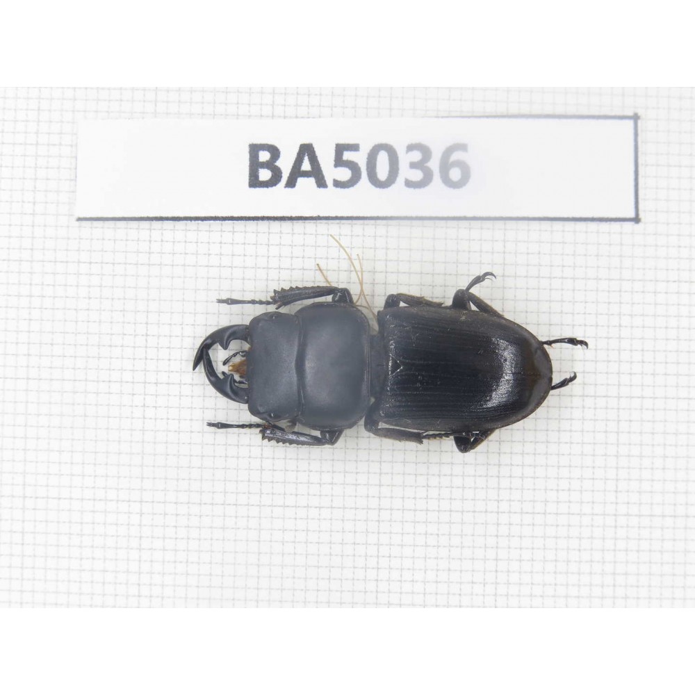 Dorcus sp. Myanmar Kechin, Nanse. 1M. BA5036.