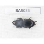 Dorcus sp. Myanmar Kechin, Nanse. 1M. BA5036.