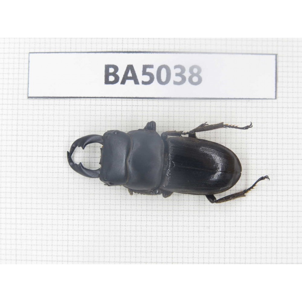 Dorcus sp. Myanmar Kechin, Nanse. 1M. BA5038.