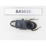 Dorcus sp. Myanmar Kechin, Nanse. 1M. BA5038.