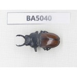 Dorcus sp. Myanmar Kechin, Nanse. 1M. BA5040.