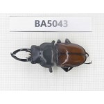 Dorcus sp. Myanmar Kechin, Nanse. 1M. BA5043.