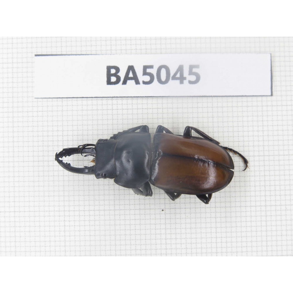 Dorcus sp. Myanmar Kechin, Nanse. 1M. BA5045.