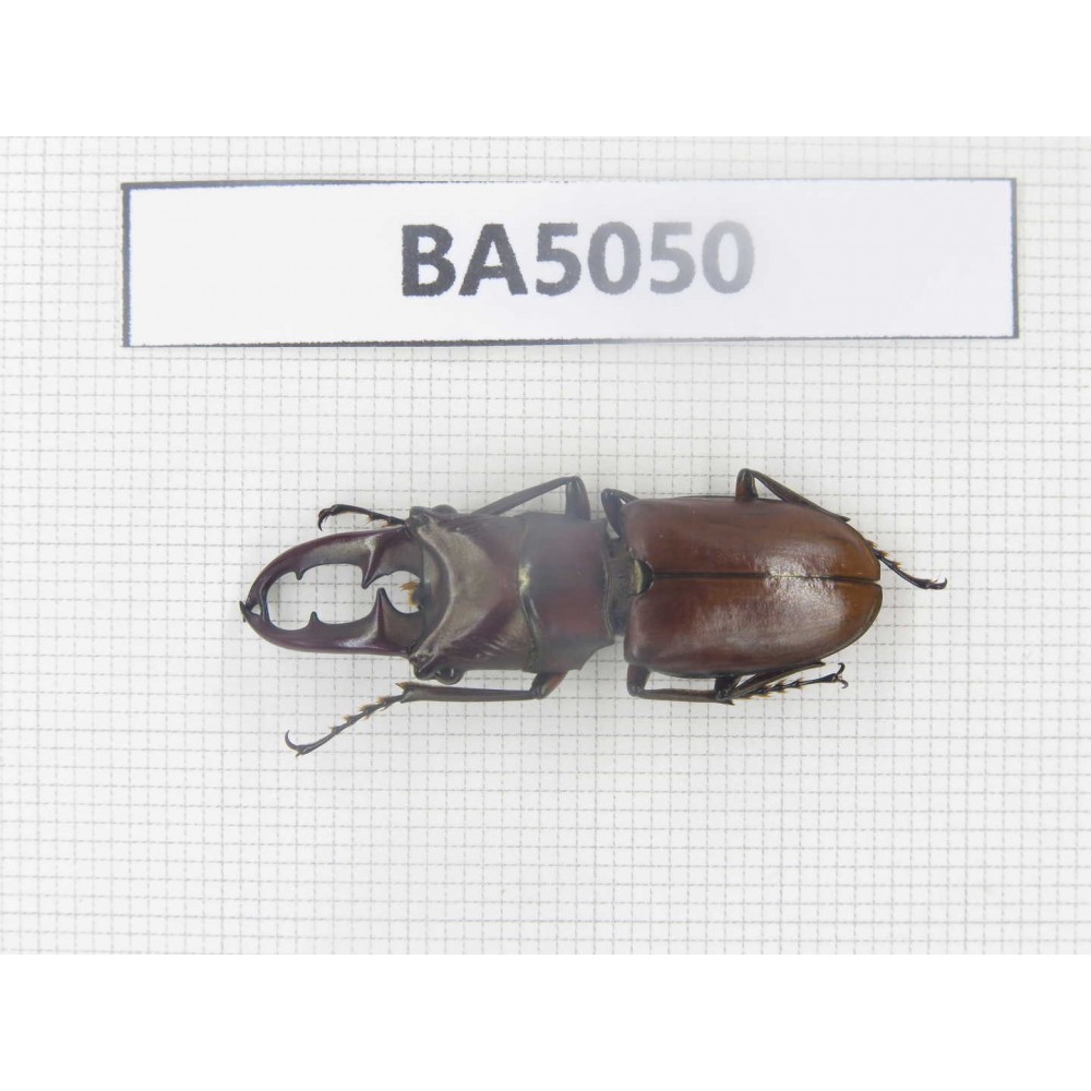 Cyclommathus sp. Myanmar, Kechin area, Nanse. 1M. BA5050.