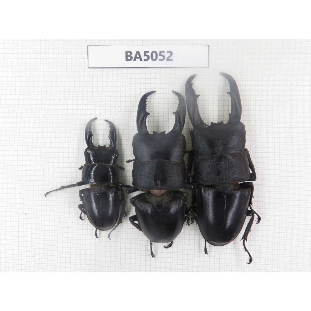 Dorcus sp. China, Guizhou, Qiandongnan, Mt.Leigongshan. 3M. BA5052.