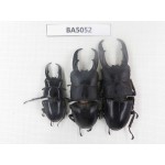 Dorcus sp. China, Guizhou, Qiandongnan, Mt.Leigongshan. 3M. BA5052.