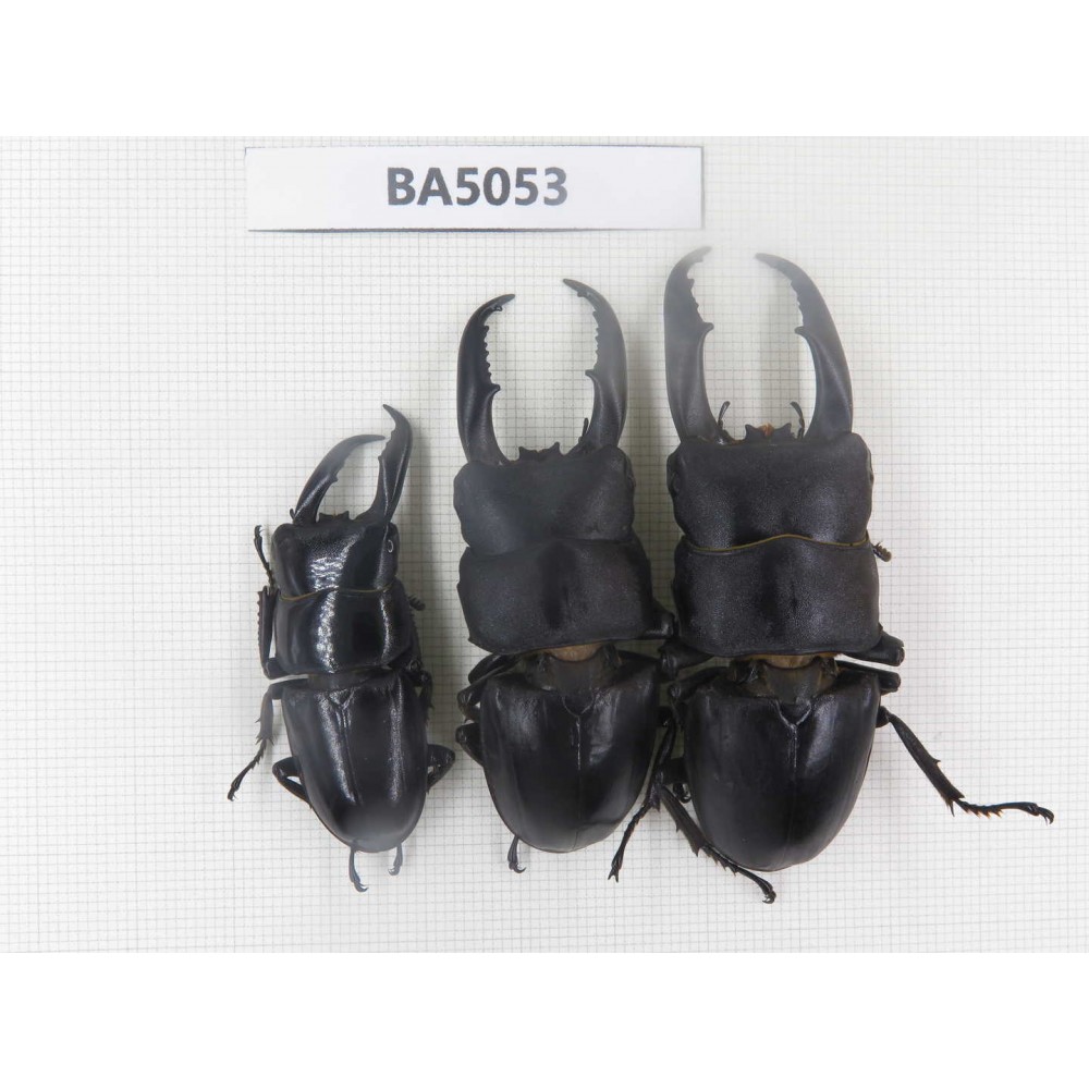 Dorcus sp. China, Guizhou, Qiandongnan, Mt.Leigongshan. 3M. BA5053.