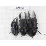 Dorcus sp. China, Guizhou, Qiandongnan, Mt.Leigongshan. 3M. BA5053.