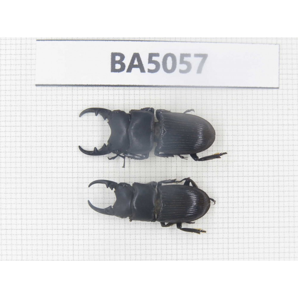 Aegus sp. China, Guizhou, Qiandongnan, Mt.Leigongshan. 2M. BA5057.