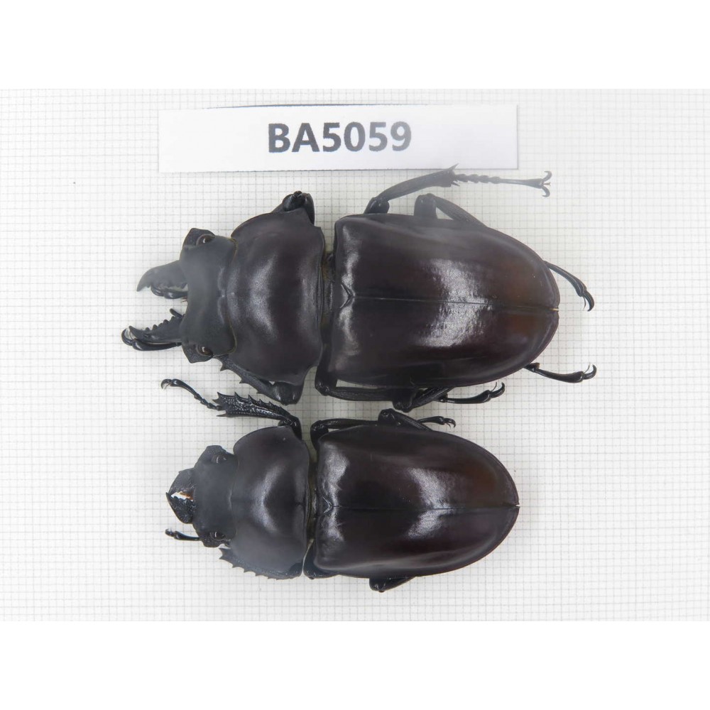 Neolucanus sp. China, Guizhou, Qiandongnan, Mt.Leigongshan. 1P. BA5059.