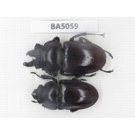 Neolucanus sp. China, Guizhou, Qiandongnan, Mt.Leigongshan. 1P. BA5059.