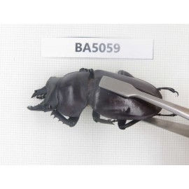 Neolucanus sp. China, Guizhou, Qiandongnan, Mt.Leigongshan. 1P. BA5059.