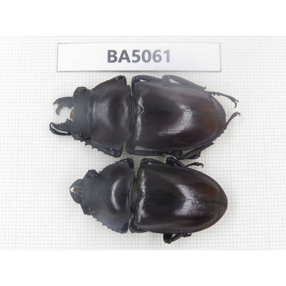 Neolucanus sp. China, Guizhou, Qiandongnan, Mt.Leigongshan. 1P. BA5061.