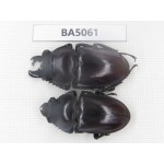 Neolucanus sp. China, Guizhou, Qiandongnan, Mt.Leigongshan. 1P. BA5061.