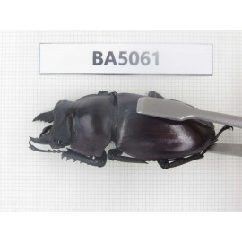 Neolucanus sp. China, Guizhou, Qiandongnan, Mt.Leigongshan. 1P. BA5061.