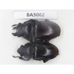 Neolucanus sp. China, Guizhou, Qiandongnan, Mt.Leigongshan. 1P. BA5062.