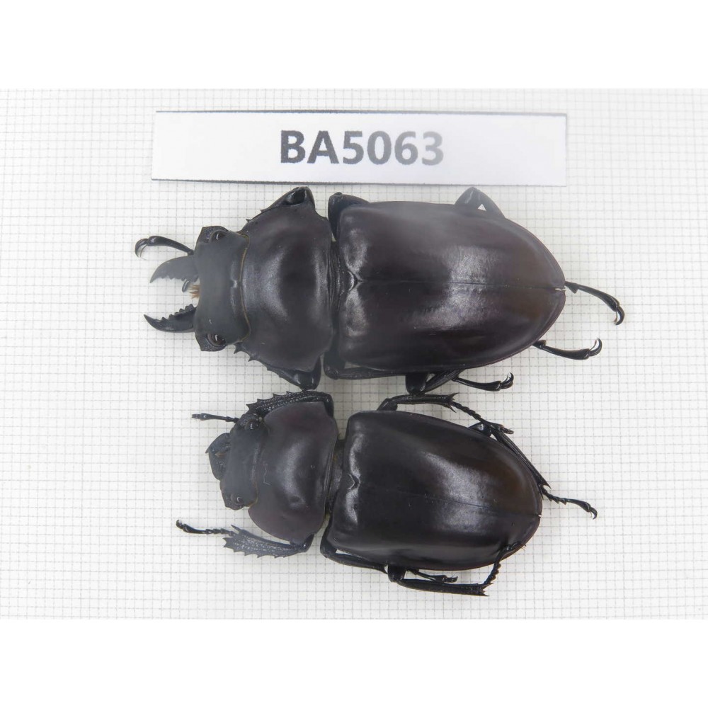 Neolucanus sp. China, Guizhou, Qiandongnan, Mt.Leigongshan. 1P. BA5063.