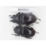 Neolucanus sp. China, Guizhou, Qiandongnan, Mt.Leigongshan. 1P. BA5063.