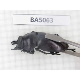 Neolucanus sp. China, Guizhou, Qiandongnan, Mt.Leigongshan. 1P. BA5063.