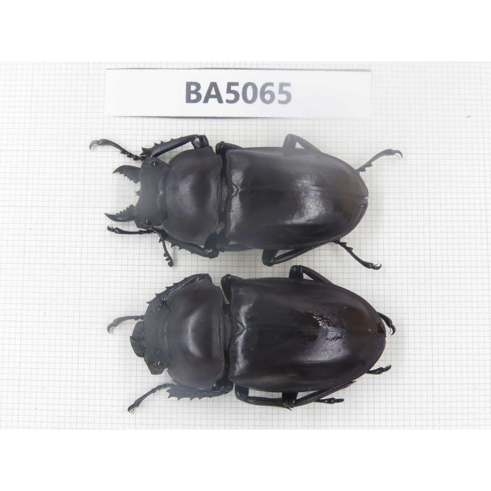 Neolucanus sp. China, Guizhou, Qiandongnan, Mt.Leigongshan. 1P. BA5065.
