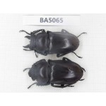 Neolucanus sp. China, Guizhou, Qiandongnan, Mt.Leigongshan. 1P. BA5065.