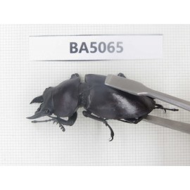 Neolucanus sp. China, Guizhou, Qiandongnan, Mt.Leigongshan. 1P. BA5065.