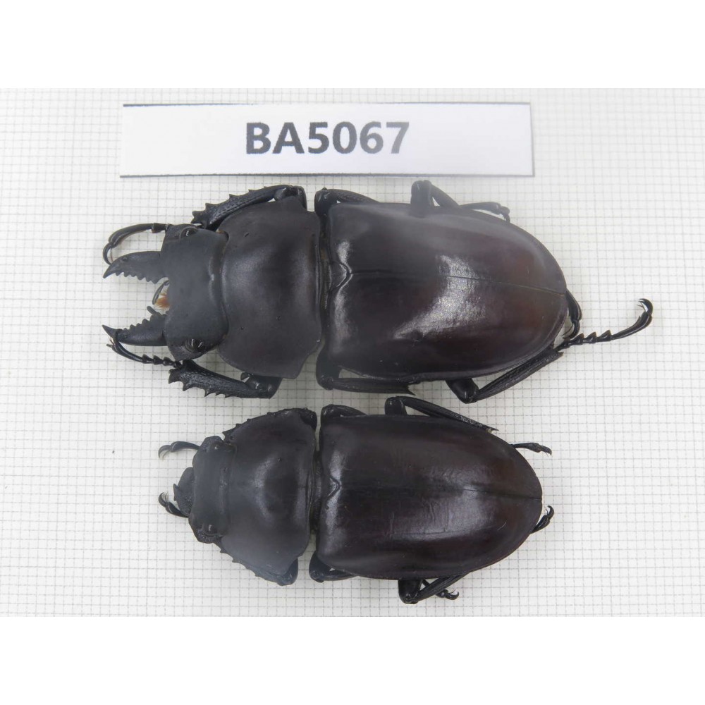 Neolucanus sp. China, Guizhou, Qiandongnan, Mt.Leigongshan. 1P. BA5067.