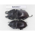 Neolucanus sp. China, Guizhou, Qiandongnan, Mt.Leigongshan. 1P. BA5067.