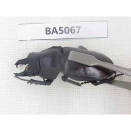 Neolucanus sp. China, Guizhou, Qiandongnan, Mt.Leigongshan. 1P. BA5067.