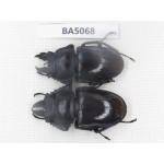 Neolucanus sp. China, Guizhou, Qiandongnan, Mt.Leigongshan. 1P. BA5068.