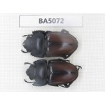 Dorcus sp. China, Guizhou, Qiandongnan, Mt.Leigongshan. 2F. BA5072.