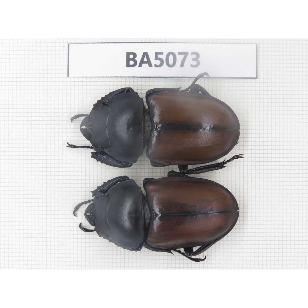 Dorcus sp. China, Guizhou, Qiandongnan, Mt.Leigongshan. 2F. BA5073.
