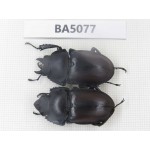 Neolucanus sp. China, Guizhou, Qiandongnan, Mt.Leigongshan. 1P. BA5077.