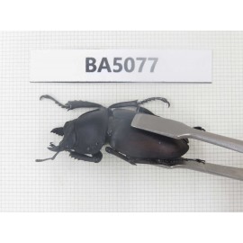 Neolucanus sp. China, Guizhou, Qiandongnan, Mt.Leigongshan. 1P. BA5077.