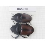 Neolucanus sp. China, Guizhou, Qiandongnan, Mt.Leigongshan. 1P. BA5078.