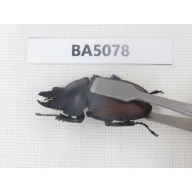 Neolucanus sp. China, Guizhou, Qiandongnan, Mt.Leigongshan. 1P. BA5078.