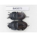 Neolucanus sp. China, Guizhou, Qiandongnan, Mt.Leigongshan. 1P. BA5079.