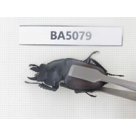 Neolucanus sp. China, Guizhou, Qiandongnan, Mt.Leigongshan. 1P. BA5079.
