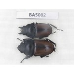 Neolucanus sp. China, Guizhou, Qiandongnan, Mt.Leigongshan. 1P. BA5082.