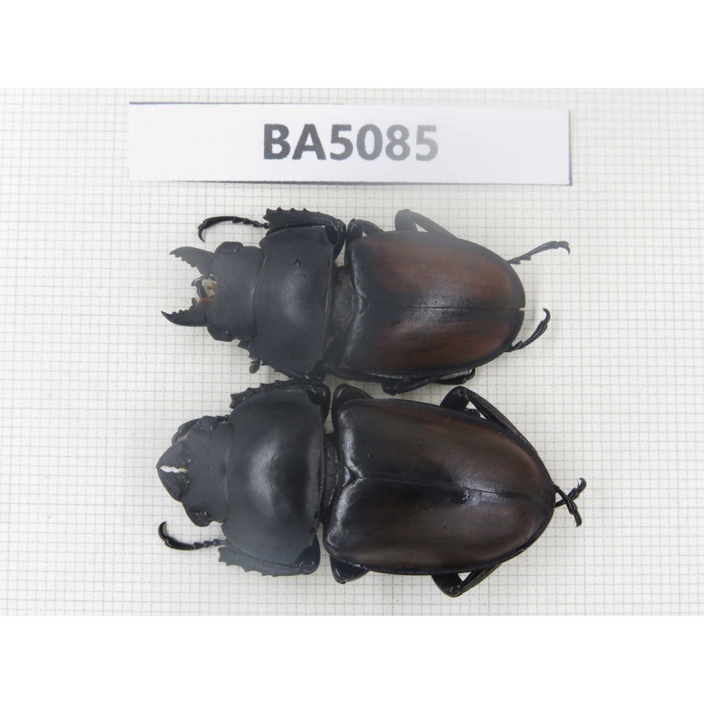 Neolucanus sp. China, Guizhou, Qiandongnan, Mt.Leigongshan. 1P. BA5085.