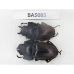 Neolucanus sp. China, Guizhou, Qiandongnan, Mt.Leigongshan. 1P. BA5085.