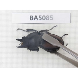 Neolucanus sp. China, Guizhou, Qiandongnan, Mt.Leigongshan. 1P. BA5085.