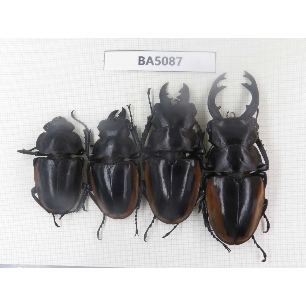 Odontolabis cuvera ssp. China, Guizhou, Qiandongnan, Mt.Leigongshan. 3M1F. BA5087.