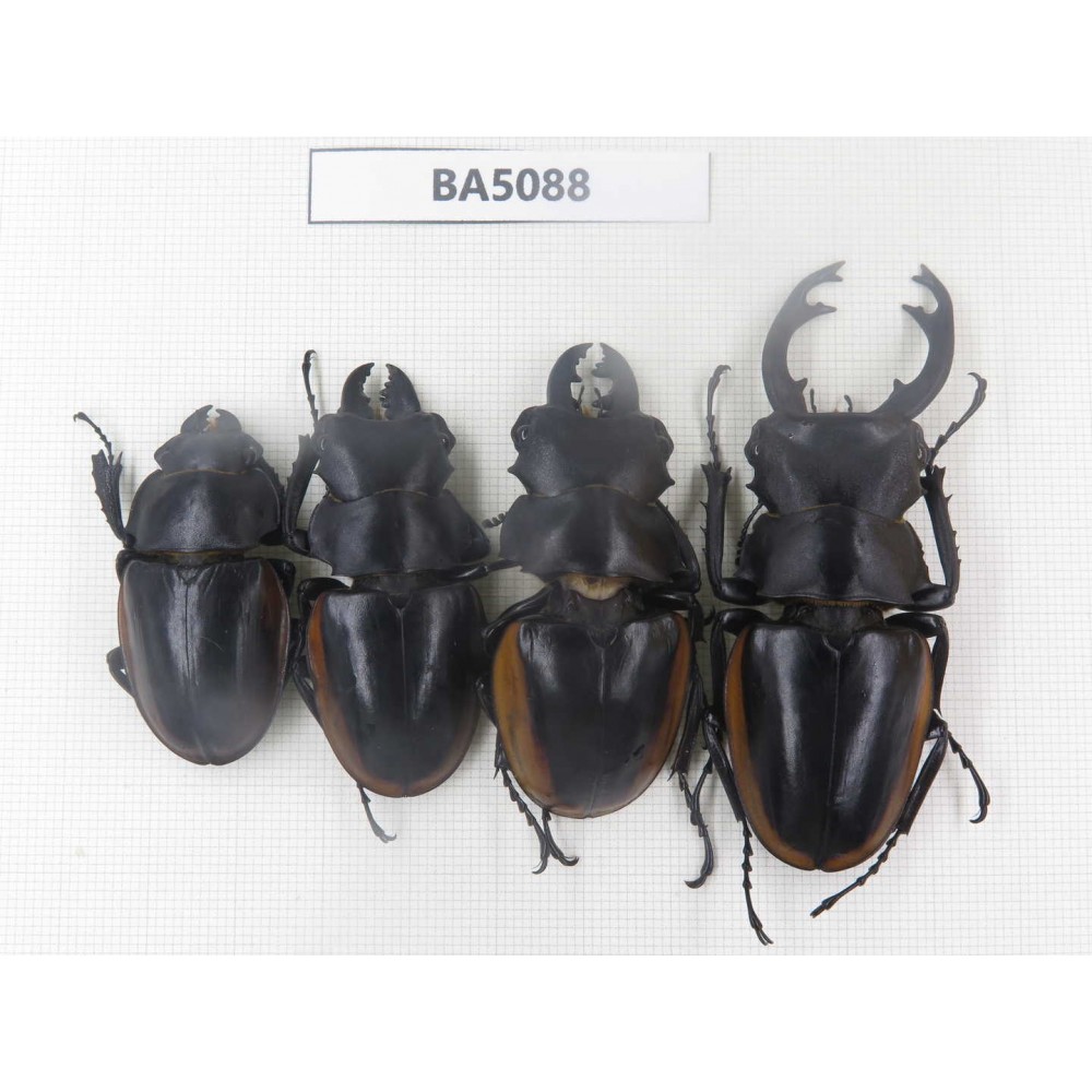 Odontolabis cuvera ssp. China, Guizhou, Qiandongnan, Mt.Leigongshan. 3M1F. BA5088.