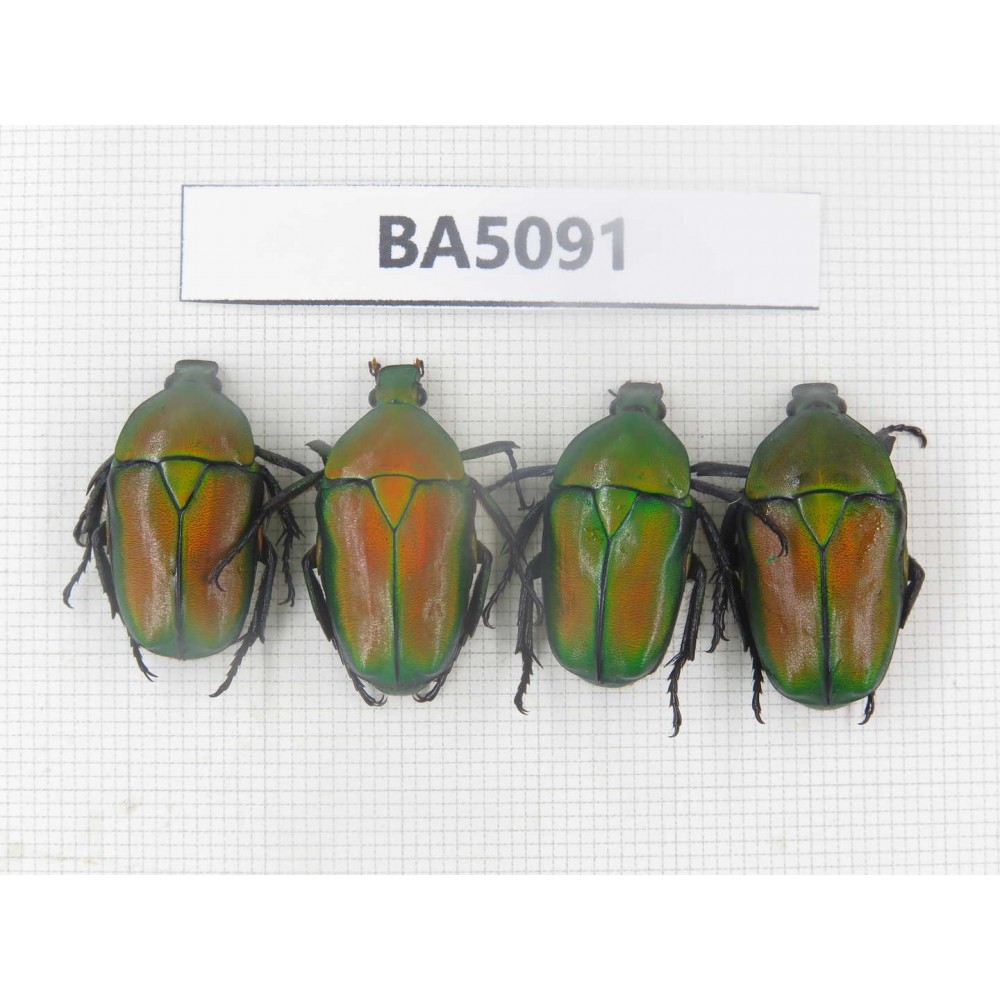 Cetoniidae sp. China, Guizhou, Tongren, Yinjiang county. 4Pcs. BA5091.