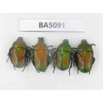 Cetoniidae sp. China, Guizhou, Tongren, Yinjiang county. 4Pcs. BA5091.