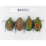 Cetoniidae sp. China, Guizhou, Tongren, Yinjiang county. 4Pcs. BA5092.
