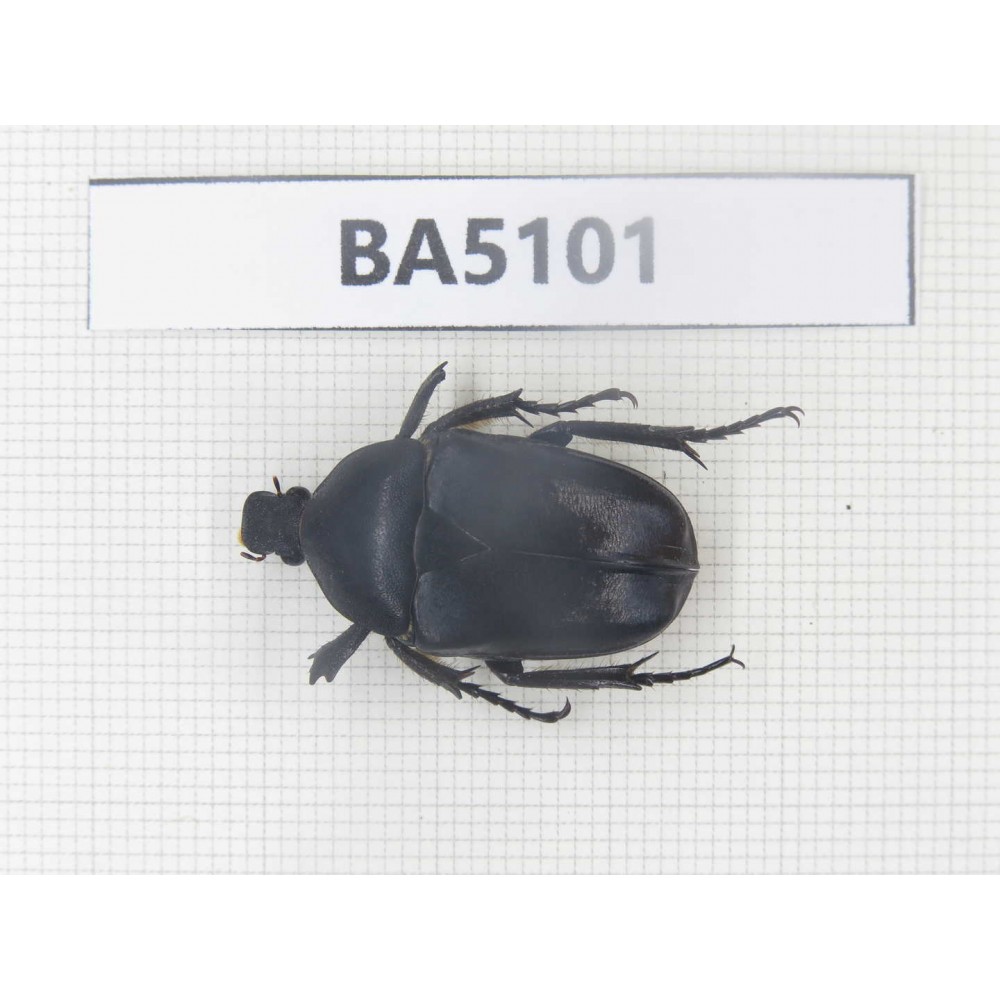 Cetoniidae sp. China, Guangxi, Baise, Leye county. 1Pcs. BA5101.
