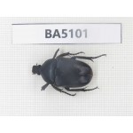 Cetoniidae sp. China, Guangxi, Baise, Leye county. 1Pcs. BA5101.